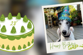 Victoria’s Greyhound Adoption Program – 28 years; thousands of love stories.