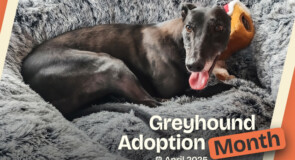 Adoption Day coming to Tullamarine – Saturday 26 April