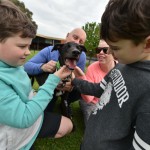 Sandown Greyhound Adoption Day 002