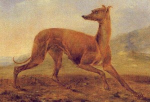 Kangaroo-Dog-1853