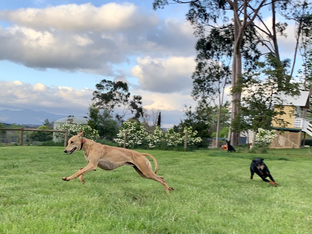Ruby chases Ted around the backyard at home but inevitably can’t keep up.